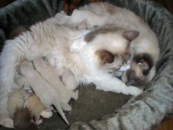 kittens Dunja 044