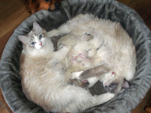 kittens Dunja 048