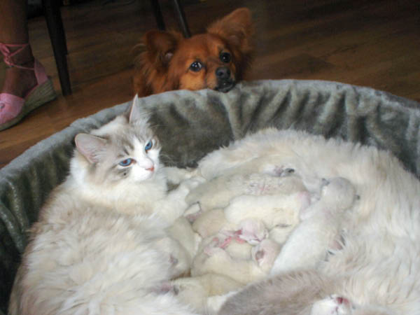 kittens Dunja 050