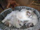 kittens Dunja 045
