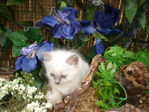 kittens luna 155