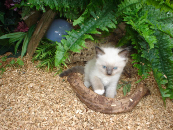kittens luna 156