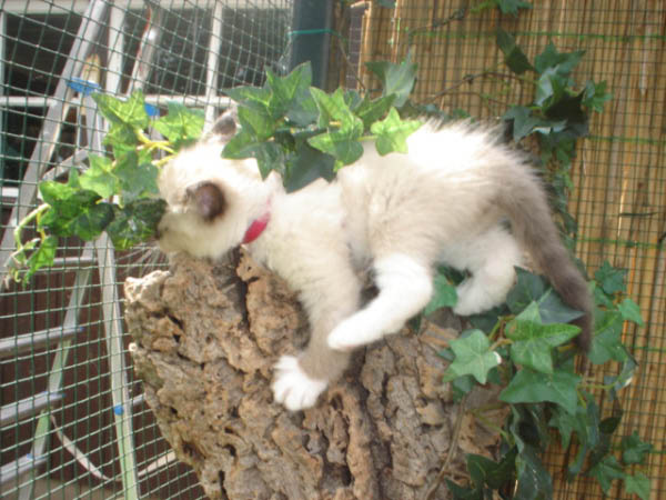 kittens luna 157