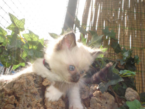 kittens luna 158