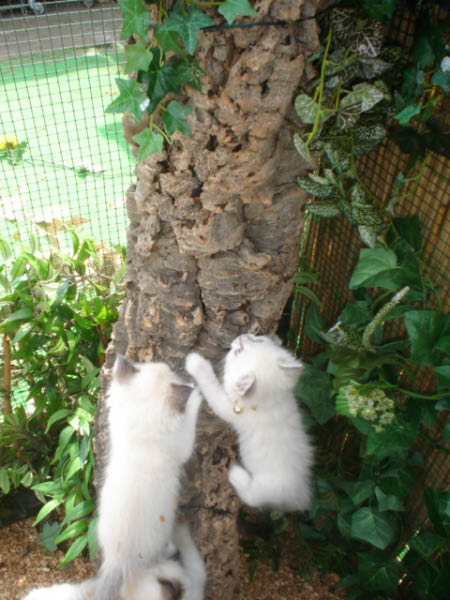 kittens luna 159