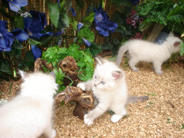 kittens luna 161