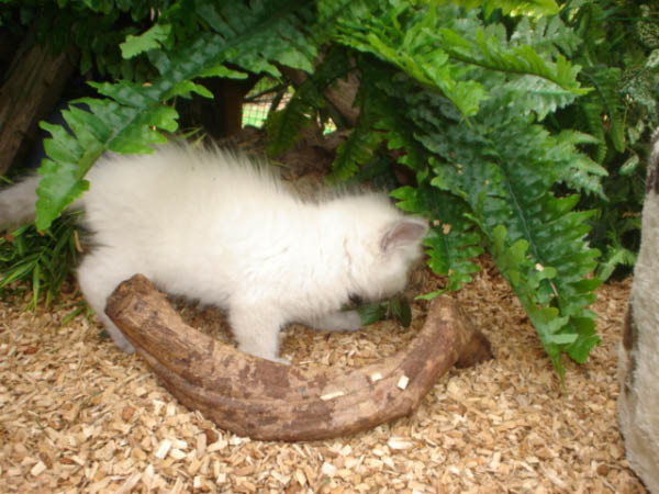 kittens luna 162