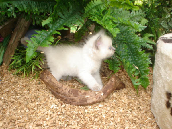 kittens luna 164