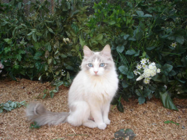 voliere 009